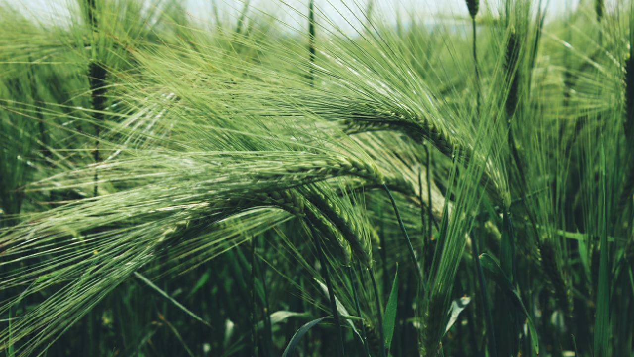 Transportation of Agricultural Products from Kazakhstan to Europe by Rail and Sea via Georgia and Varna Ports from $110 per Ton